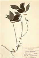 藏品(蓬萊珍(珠萊))的圖片